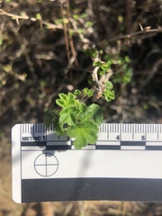 Ribes divaricatum pubiflorum