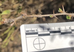 Ribes divaricatum pubiflorum