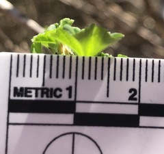 Ribes divaricatum pubiflorum