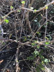 Ribes divaricatum pubiflorum