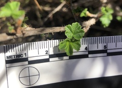 Ribes divaricatum pubiflorum