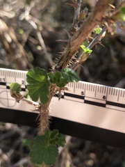 Ribes divaricatum pubiflorum