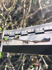 Ribes divaricatum pubiflorum