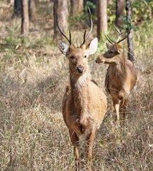 Rucervus duvaucelii branderi