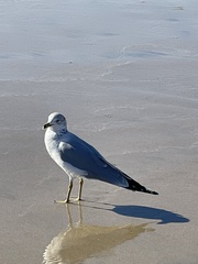 Larus delawarensis