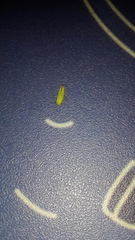 Syncharina argentina