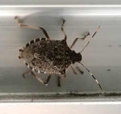 Halyomorpha halys