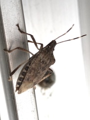 Halyomorpha halys