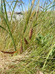 Carex paleacea