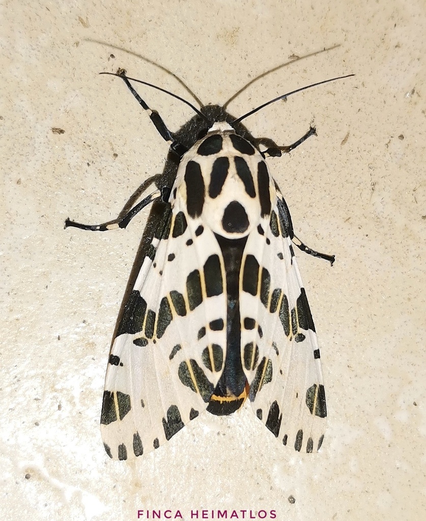 Oxyptera steinbachi