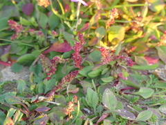 Rumiceae