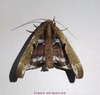 Pero xylinaria - Photo no rights reserved, uploaded by Ferhat Gundogdu