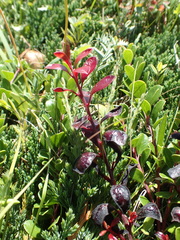 Exobasidium uvae-ursi