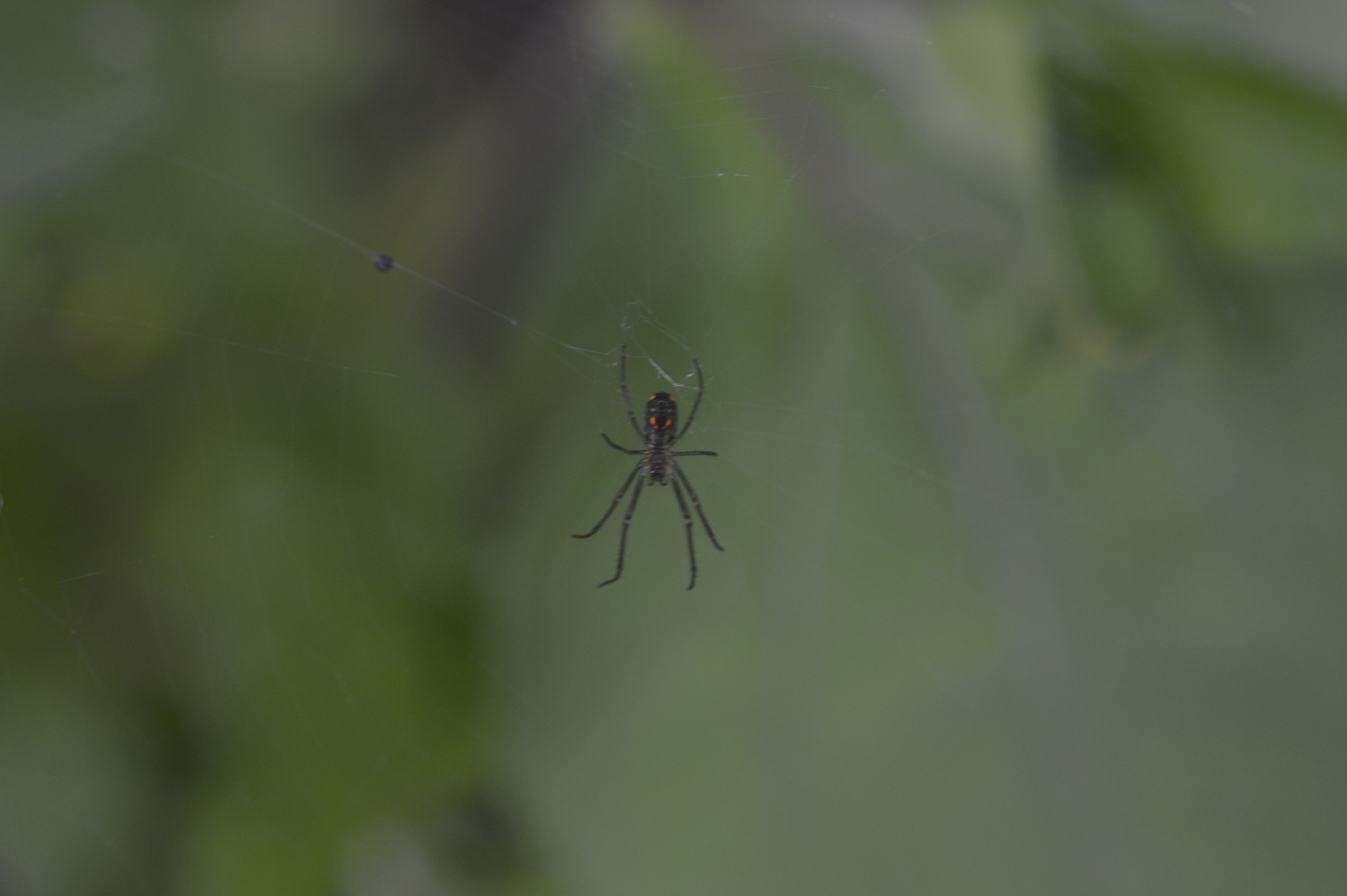 Leucauge image