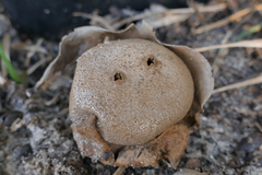 Myriostoma