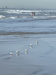 Calidris alba