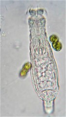 Habrotrocha constricta