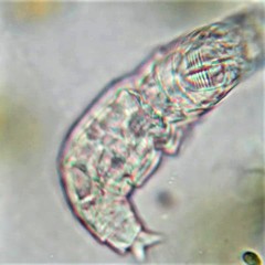 Habrotrocha constricta