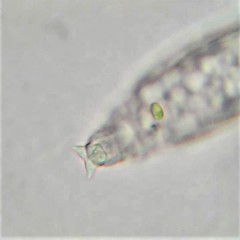 Habrotrocha constricta