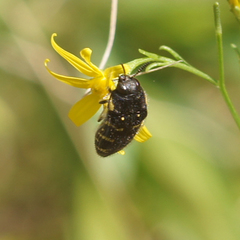 Acmaeodera macra
