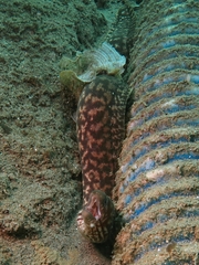 Gymnothorax chilospilus
