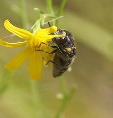 Acmaeodera macra