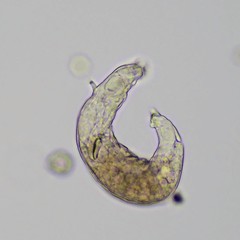 Habrotrocha constricta