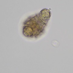 Habrotrocha constricta