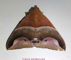 Parachaea macaria