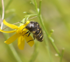 Acmaeodera macra