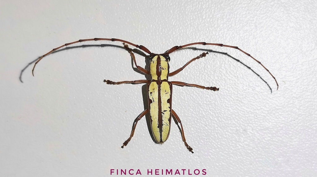 Phoebemima theaphia