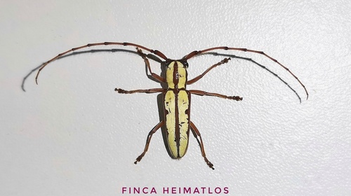 Phoebemima theaphia