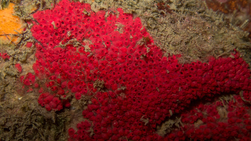 Symplegma rubra