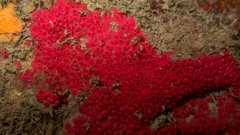 Symplegma rubra
