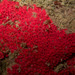 Symplegma rubra