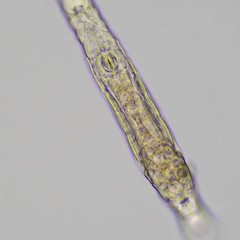 Habrotrocha constricta