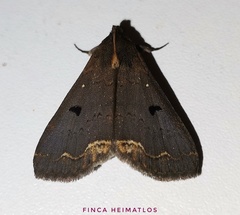 Rejectaria cocytalis