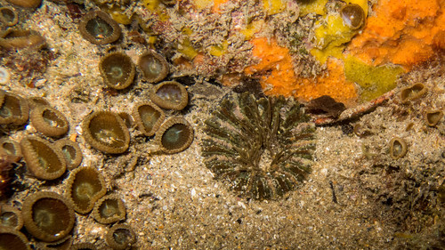collared sand anemone