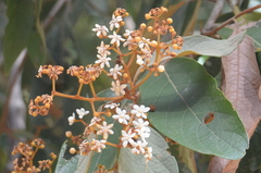 Nectandra oppositifolia