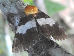 Buzara latizona