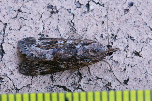 Achyra affinitalis
