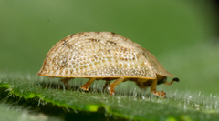 Cassida granulicollis