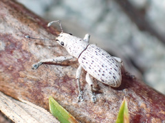 Artipus floridanus