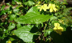 Goodenia grandiflora