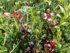 Exobasidium uvae-ursi