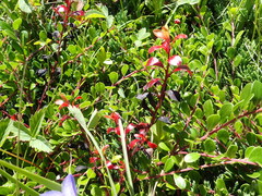 Exobasidium uvae-ursi