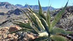 Agave sobria