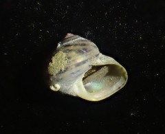 Cantharidus antipodum