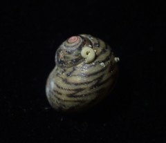 Cantharidus antipodum