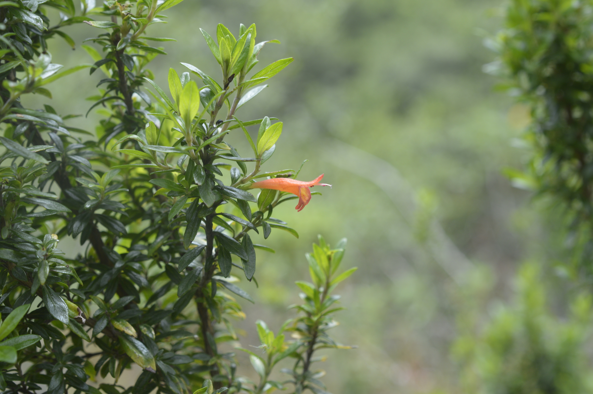 Clinopodium image